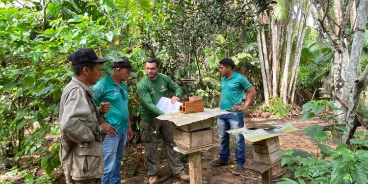 Prefeitura de Parintins oferece acompanhamento técnico a criadores de abelhas do Parananema